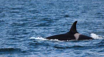 A orca Lulu foi encontrada morta no ano de 2016 - Divulgação/HWDT.ORG