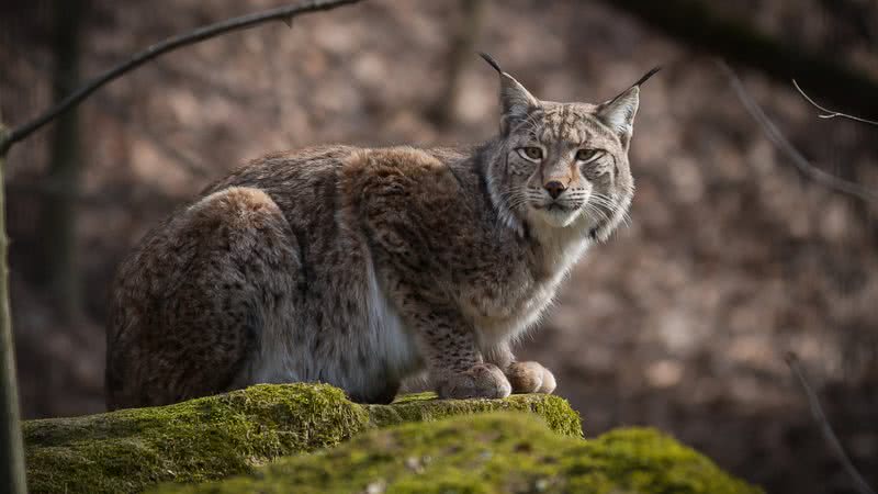 Lince europeu (Lynx lynx) - Foto por Winkelmann pelo Pixabay