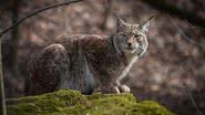 Lince europeu (Lynx lynx) - Foto por Winkelmann pelo Pixabay