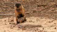 No Parque Nacional da Serra da Capivara, Piauí, macaco-prego utiliza uma pedra para quebrar castanhas - Divulgação/ParqueNacionaldaSerradaCapivara