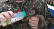 Macaco recebendo cuidados após resgate - Divulgação/PMA