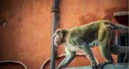 Foto meramente ilustrativa de macaco indiano. - Divulgação/ Pxhere