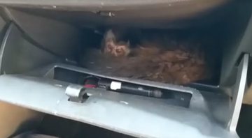 Primatas encontrados em automóvel - Divulgação/ Polícia Ambiental