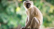 Macaco Vervet - Wikimedia Commons