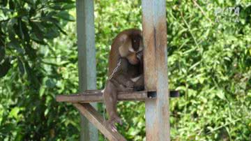 Imagem de macaco acorrentado - Divulgação / ONG Peta Ásia