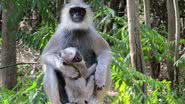 Imagem ilustrativa dos macacos langur - Reprodução/Imagem/Pxhere/Sivaram Karenti