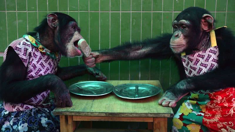 Macacos compartilham picolé em imagem ilustrativa de interação - Getty Images