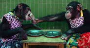 Macacos compartilham picolé em imagem ilustrativa de interação - Getty Images