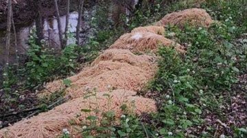 Montanha de macarrão encontrada em córrego - Divulgação / Redes Sociais