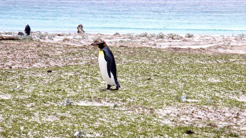 Registro de pinguim nas Ilhas Malvinas - Imagem de Tracy Jones por Pixabay