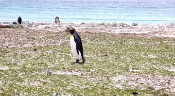 Registro de pinguim nas Ilhas Malvinas - Imagem de Tracy Jones por Pixabay