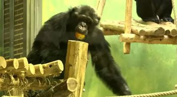 O chimpanzé e Adie em montagem - Divulgação / YouTube / ATV