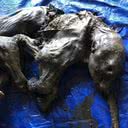 Mamute mumificado de 30 mil anos encontrado no Canadá - Divulgação/Twitter/@WaterSHEDLab