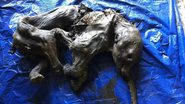 Mamute mumificado de 30 mil anos encontrado no Canadá - Divulgação/Twitter/@WaterSHEDLab