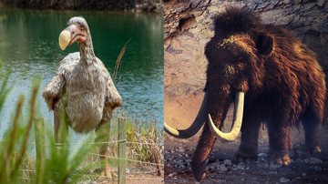 Imagem ilustrativa de pássaro dodô (esq.) e mamute (dir.) - Reprodução/Pixabay/Kellepics