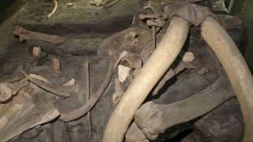 Ossos de mamute reunidos em sítio arqueológico - Divulgação / INAH