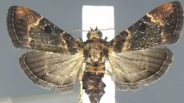 A mariposa da espécie Salma brachyscopalis Hampson - Divulgação/Alfândega e Proteção de Fronteiras dos EUA