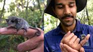 Fotografias do gambá - Divulgação/ Australian Wildlife Conservacy