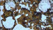 Bolhas esféricas preservadas em rochas de 3,48 bilhões de anos são evidências de meteorito e de vida terrestre - Divulgação/University of New South Wales