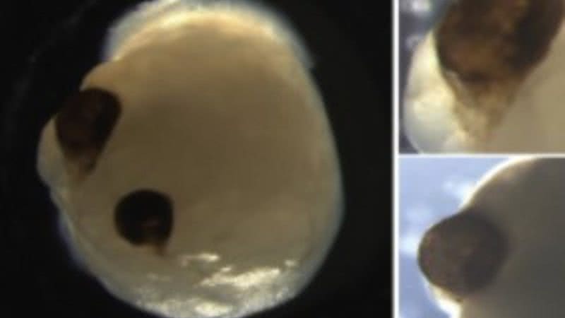 Mini-cérebros com olhos - Divulgação/Estudo Cell Stem Cell