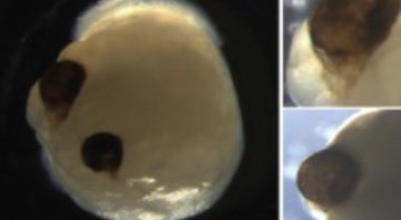 Mini-cérebros com olhos - Divulgação/Estudo Cell Stem Cell