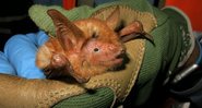 Nova espécie de morcego batizada de ‘Myotis nimbaensis' - Divulgação/ BAT CONSERVATION INTERNATIONAL