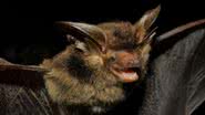 Imagem do morcego Histiotus alienus capturado em 2018 no Paraná - Reprodução/Promasto/Fiocruz/Vinícius C. Cláudio