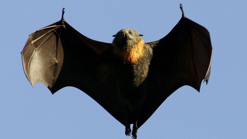 Imagem ilustrativa de morcego - Getty Images