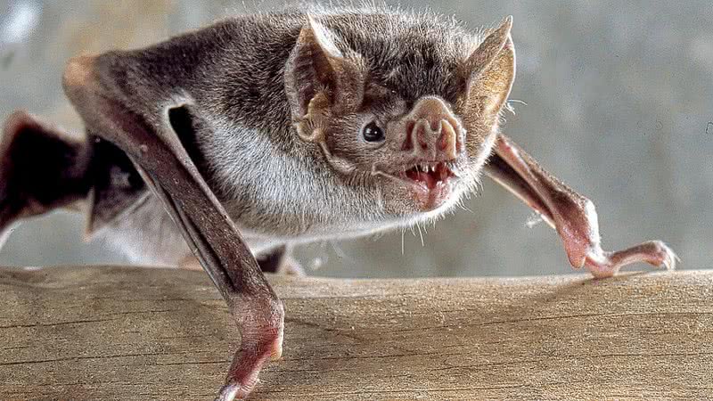 Imagem ilustrativa de um morcego-vampiro - Wikimedia Commons