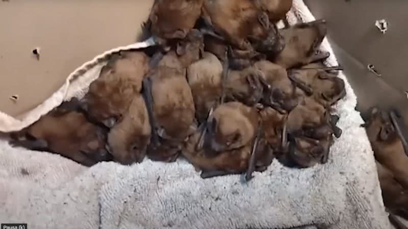 Registro dos morcegos