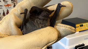 Fotografia de morcegos resgatados em Houston, no Texas, Estados Unidos - Reprodução/Facebook/Houston Humane Society