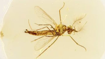 Mosquito preservado em âmbar - Divulgação