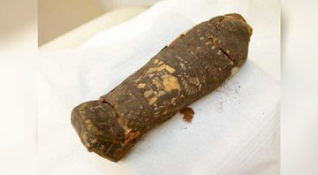 Anteriormente, acreditava-se que a múmia era um pequeno falcão - Western University / Maidstone Museum
