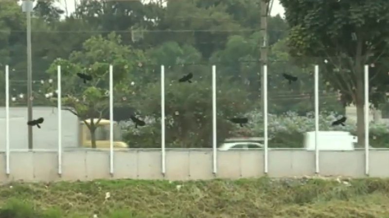 Muro de vidro da USP na Marginal do Pinheiros, SP - Divulgação/Youtube/SP No Ar