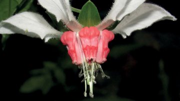 Imagem da planta Nasa Humboldtiana - Reprodução/PhytoKeys