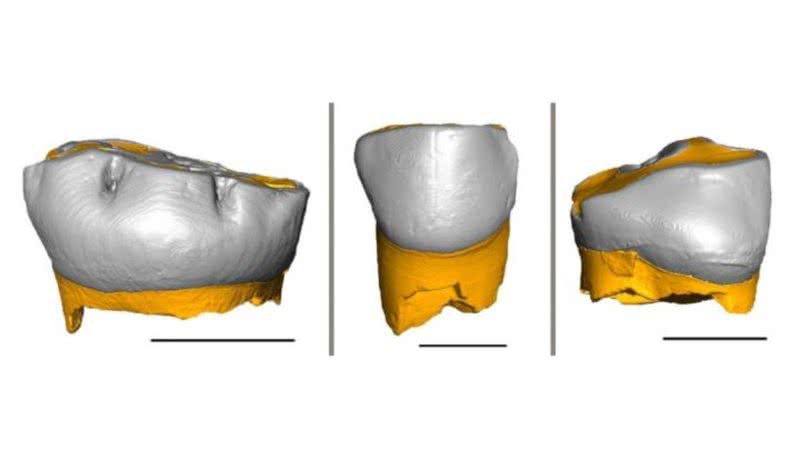 Dentes de leite de Neandertais - Divulgação/Federico Lugli