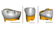 Dentes de leite de Neandertais - Divulgação/Federico Lugli