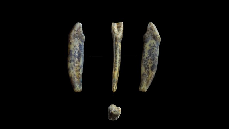 Dentes de Neandertais encontrados na Sibéria - Divulgação/Ksenia Kolobova