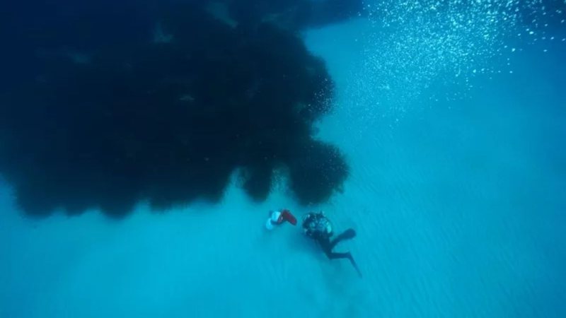 Cientistas mergulham no oceano para avistar os prados aquáticos - Divulgação/HYDRA Marine Sciences GmbH