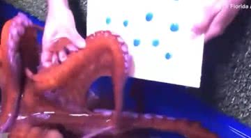 Imagem do octopus pintando em aquário na Flórida - Divulgação/Facebook/The Florida Aquarium