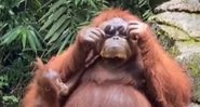 Orangotango usando óculos de sol em zoológico na Indonésia - Divulgação/TikTok/@minorcrimes