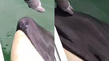 Registros do vídeo viral da orca - Reprodução/Vídeo