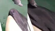 Registros do vídeo viral da orca - Reprodução/Vídeo