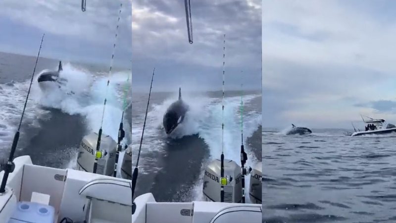 Imagens da orca acompanhando o barco - Divulgação/ Twitter/ @BeAcevedoTachna