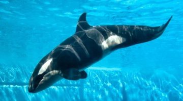 A orca Amaya - Divulgação/SeaWorld