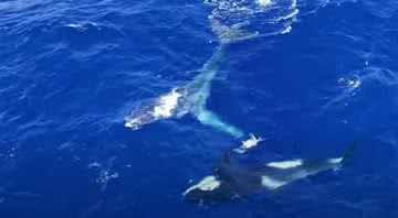 O encontro da baleia jubarte com as orcas - Divulgação/Youtube/Whale Watch Western Australia