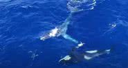 O encontro da baleia jubarte com as orcas - Divulgação/Youtube/Whale Watch Western Australia