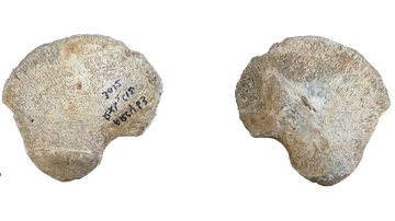 Osso pélvico encontrado em caverna francesa - Divulgação/Natures