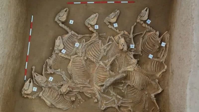 Imagem dos ossos de cavalo encontrados em Yaoheyuan, na China - Divulgação/Antiquity Publications Ltd/Kai Bai