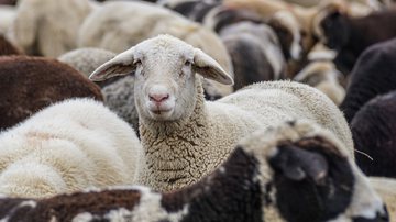 Imagem ilustrativa de ovelhas - Imagem de Susanne Jutzeler, Schweiz 🇨🇭 💕Thanks for Likes via Pixabay